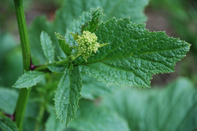 Altra Crucifera - Sinapis sp